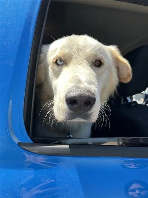 An adult large-sized male Great Pyrenees dog named Zane for adoption in San Antonio, TX
