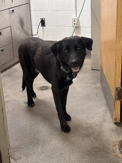 A young large-sized male German Shepherd Dog dog named Tyrone for adoption in Upper Marlboro, MD
