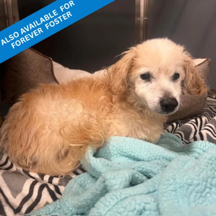A senior medium-sized male Maltese dog named Lucky for adoption in Roanoke, VA