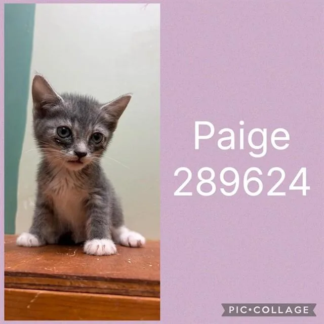 A baby small-sized female Domestic Short Hair cat named Paige for adoption in Macon, GA