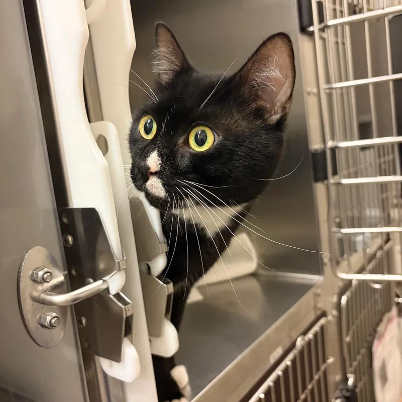 A young medium-sized male Black Domestic Short Hair cat named Zipper for adoption in Council Bluffs, IA