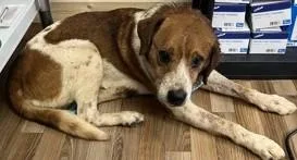 An adult large-sized male Mixed Breed dog named Judge for adoption in Blue Ridge, GA
