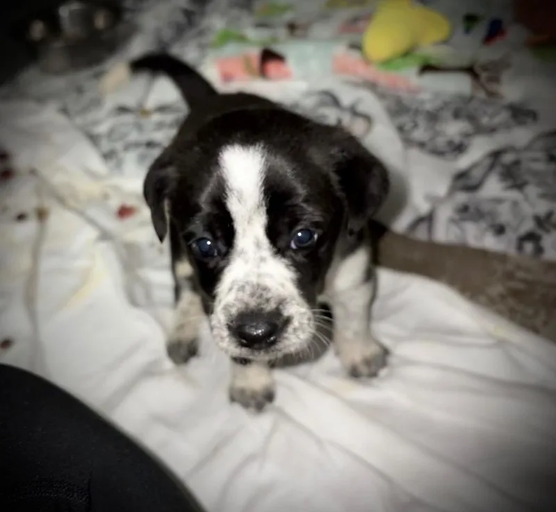 A baby small-sized female Labrador Retriever dog named Poppy for adoption in Ada, OK