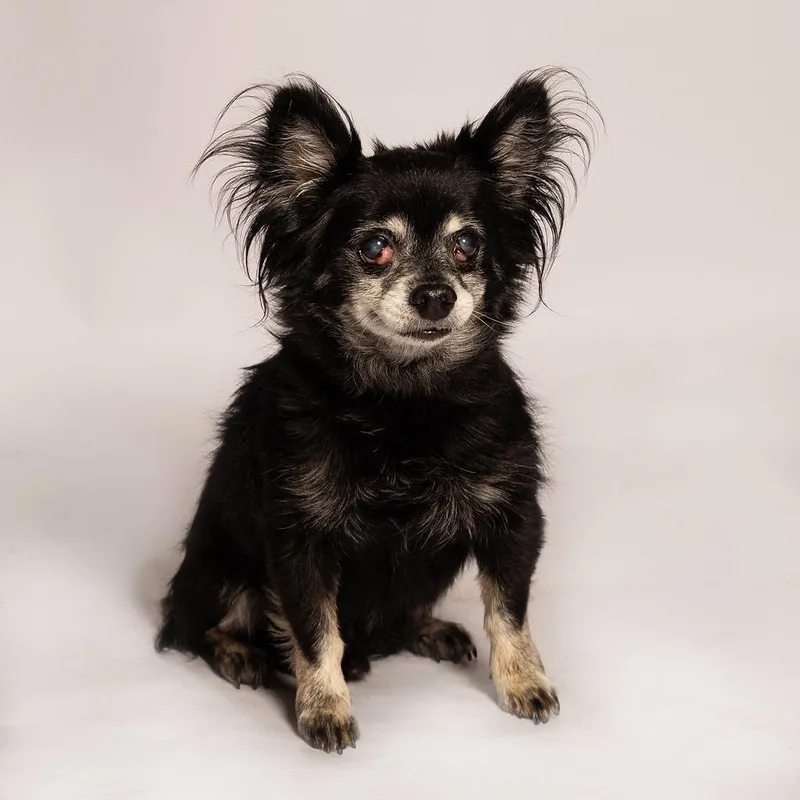 A senior small-sized male Black Chihuahua dog named Romeo for adoption in Port Richey, FL
