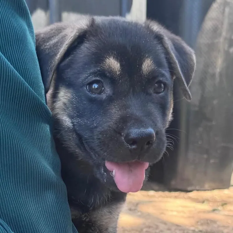 A baby medium-sized male German Shepherd Dog dog named Ash for adoption in Whittier, CA