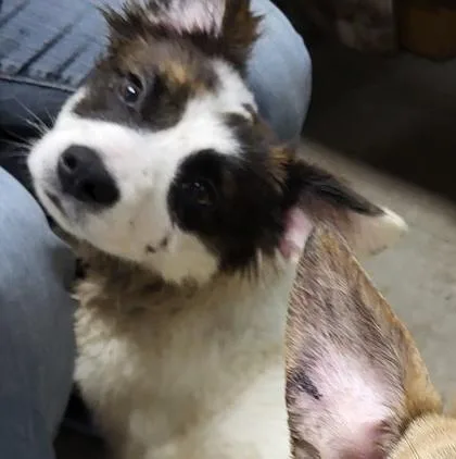 A young small-sized male Mixed Breed dog named Theo for adoption in Hobart, IN