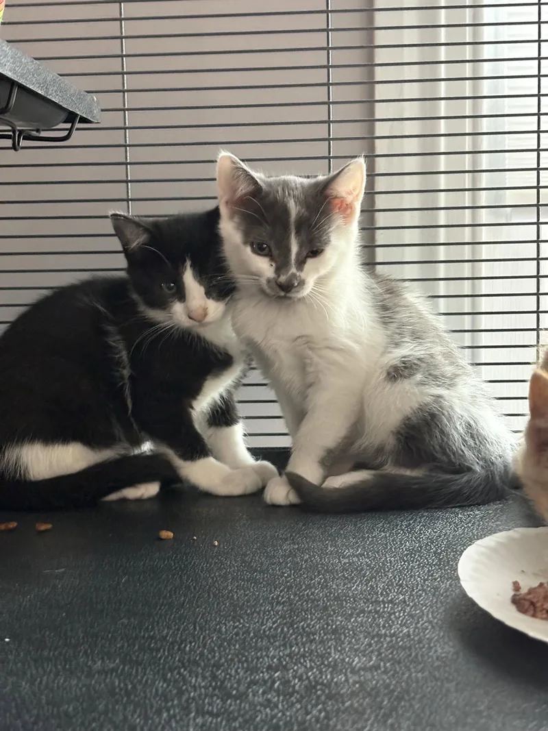 A young medium-sized female Domestic Short Hair cat named Dolly for adoption in Trexlertown, PA