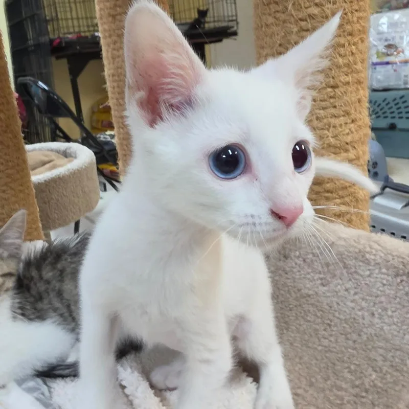 A baby small-sized female White Domestic Short Hair cat named Snow for adoption in Melrose, FL