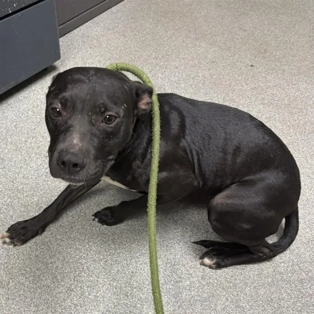 An adult large-sized female Labrador Retriever dog named Maine for adoption in Lincolnton, NC