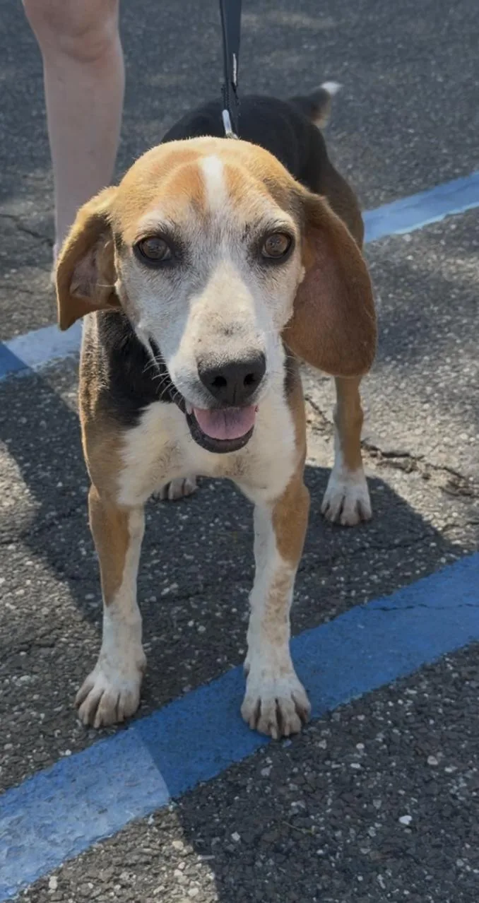 A senior medium-sized male Tricolor (Brown, Black, & White) Beagle dog named Elvis for adoption in Wantagh, NY