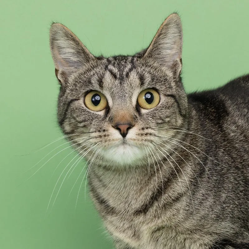 A young medium-sized female Black Domestic Short Hair cat named Brucey for adoption in Franklin, TN