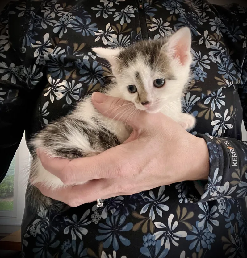 A baby small-sized male Domestic Short Hair cat named Jethro Tull for adoption in Hershey, PA