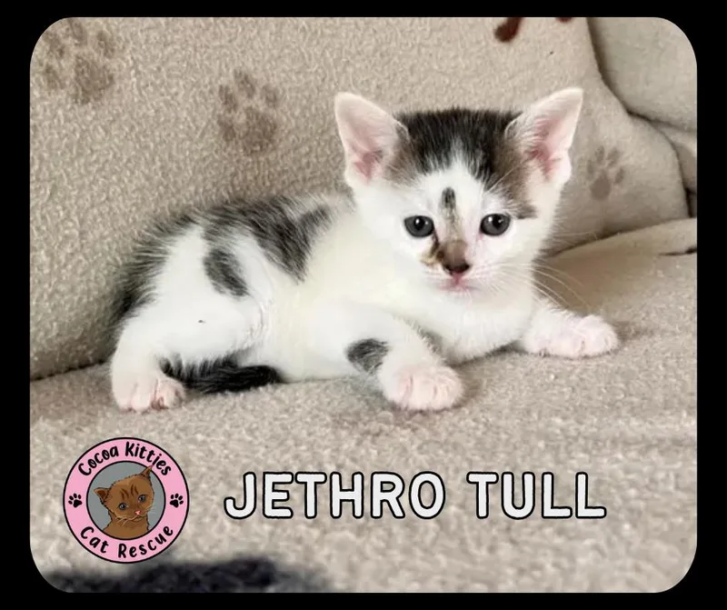 Jethro Tull thumbnail 6