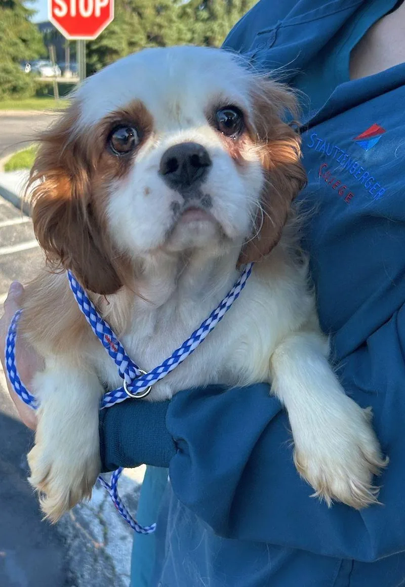 An adult small-sized female Cavalier King Charles Spaniel dog named Pansy for adoption in Elyria, OH