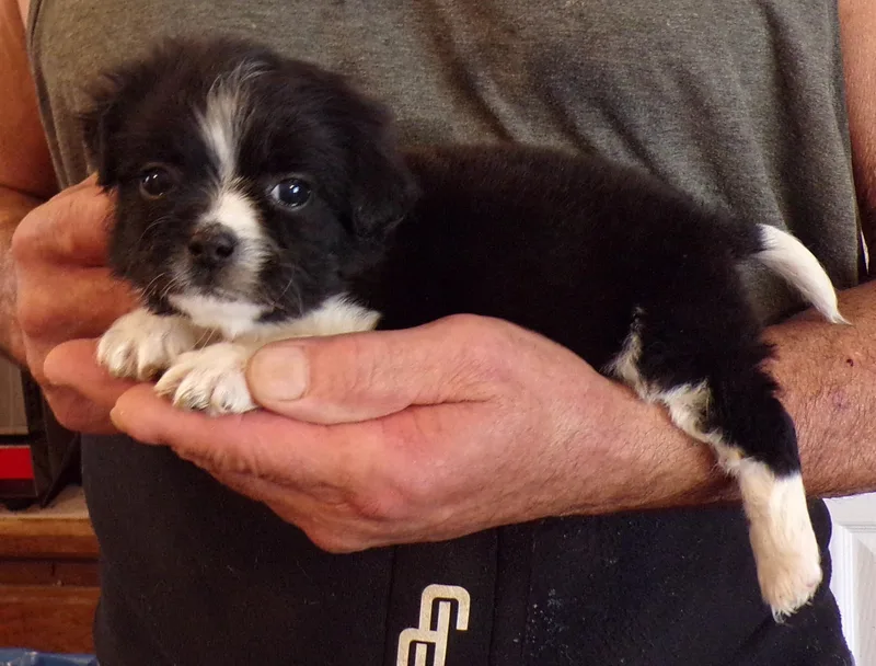 A baby small-sized male Black Shih Tzu dog named Jett for adoption in Corona, CA