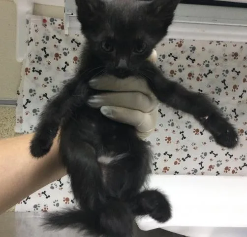 A baby small-sized male Domestic Short Hair cat named Mousey for adoption in Riverside, CA