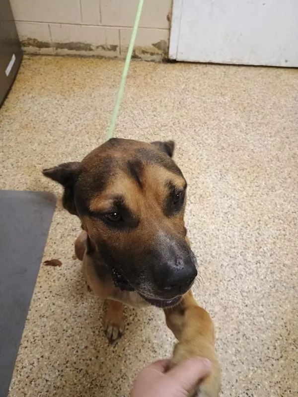 An adult large-sized male Mixed Breed dog named Moose for adoption in Melbourne, FL
