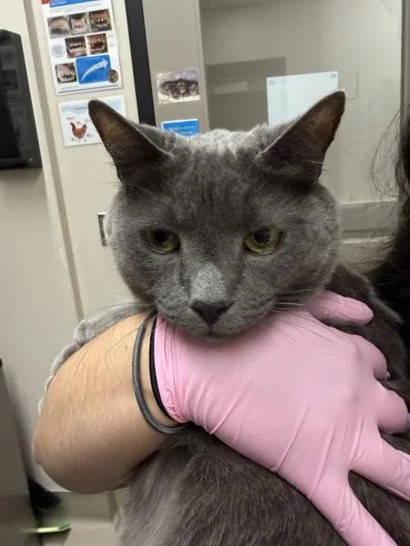A senior medium-sized male Russian Blue cat named Janja for adoption in El Cajon, CA