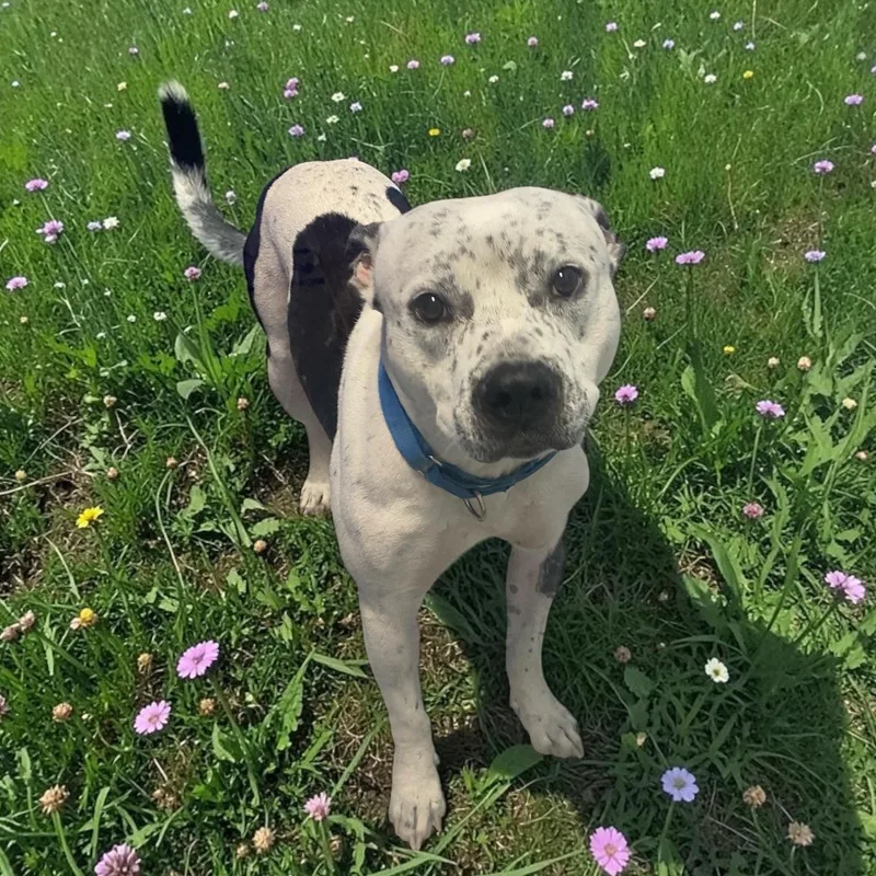 An adult medium-sized male Black Terrier dog named Koda for adoption in Elyria, OH