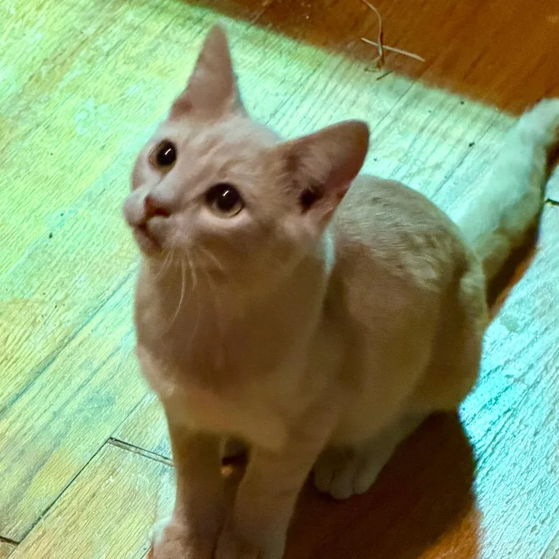 A baby small-sized male Buff / Tan / Fawn Domestic Short Hair cat named Matey for adoption in Kansas City, MO