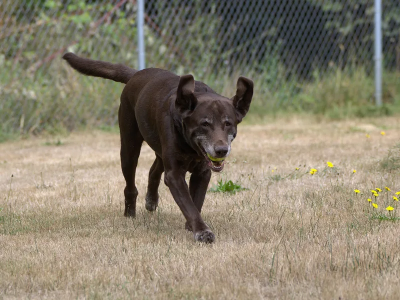 A senior large-sized male Brown / Chocolate Chocolate Labrador Retriever dog named Bosco for adoption in Hoquiam, WA