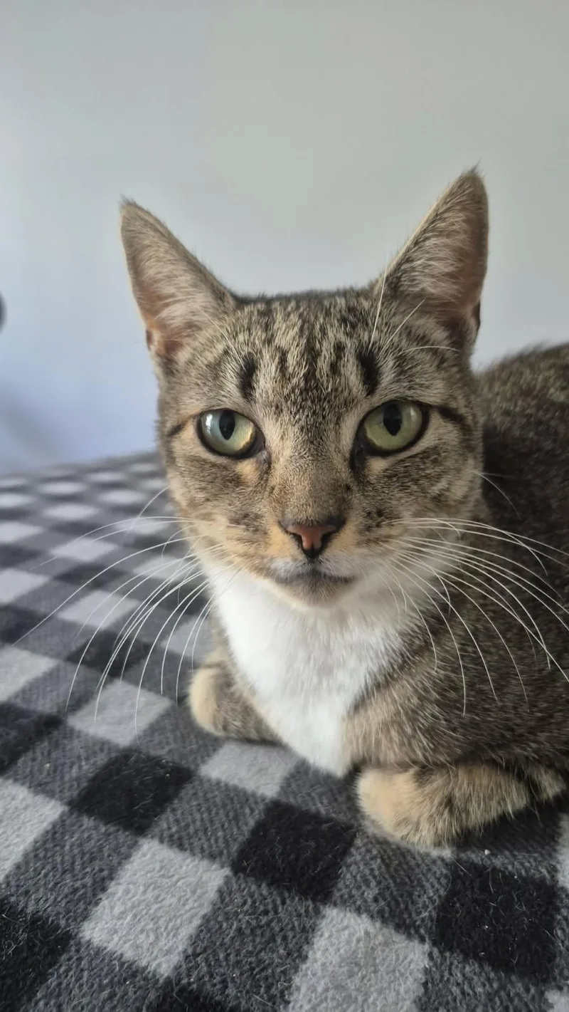 An adult medium-sized female American Shorthair cat named Oma for adoption in Lincoln Park, NJ