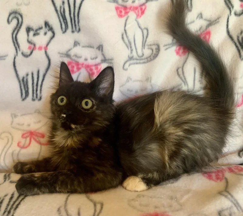 A young medium-sized female Dilute Tortoiseshell Domestic Medium Hair cat named Cappuccino for adoption in San Jose, CA