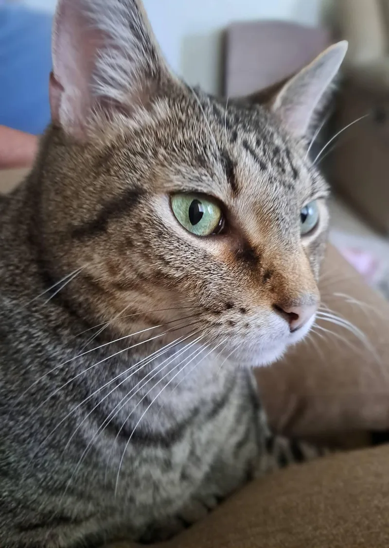 Judah