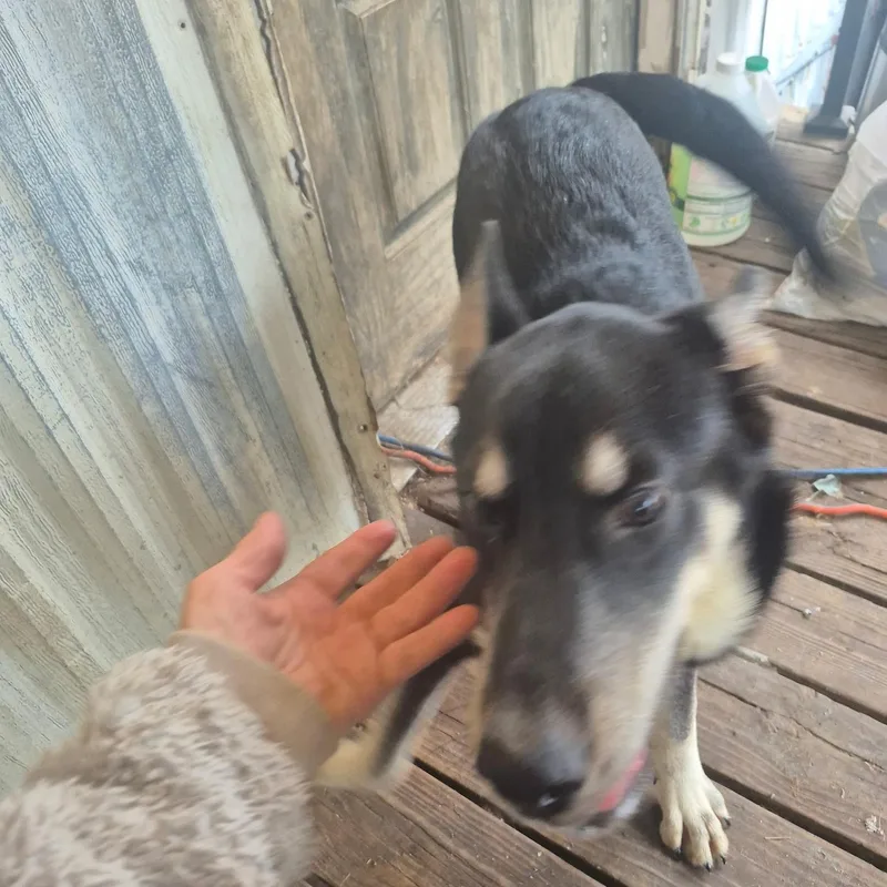 Scout "scoutie Pie" thumbnail 3