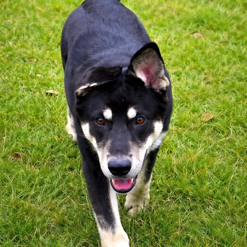 A young medium-sized male Bicolor Husky dog named Scout "scoutie Pie" for adoption in Houston, TX
