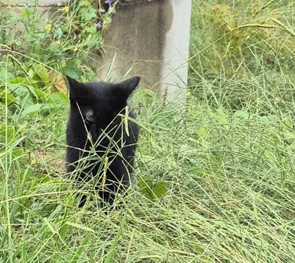 A young medium-sized unknown Domestic Short Hair cat named Pen Sf for adoption in Lawrenceville, GA