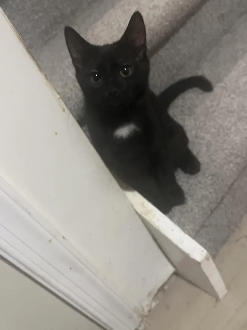 Sherlock thumbnail 2