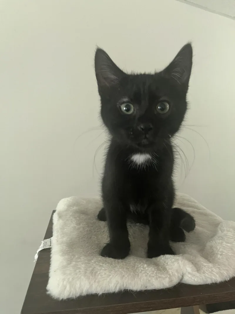 Sherlock thumbnail 3