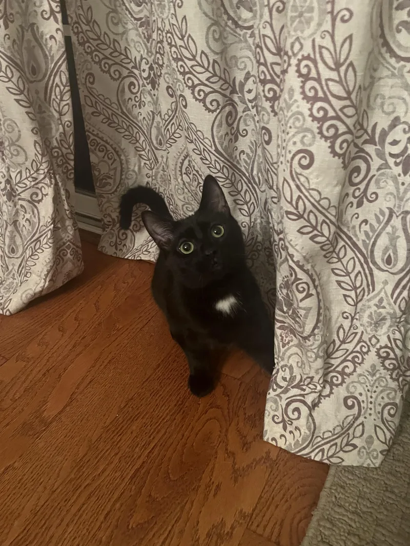 Sherlock thumbnail 4