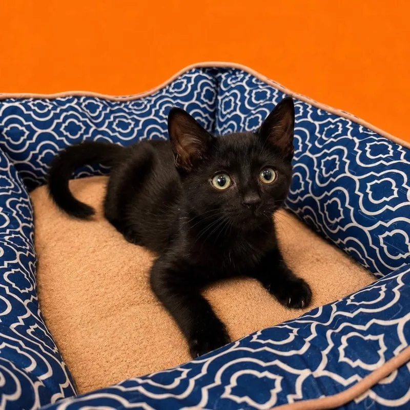 A baby small-sized male Black Domestic Short Hair cat named Chive Chip Dip for adoption in Fredericksburg, VA