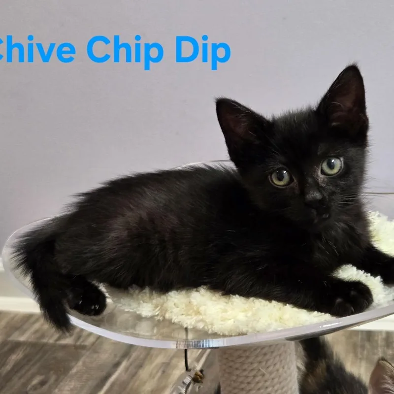 Chive Chip Dip thumbnail 2