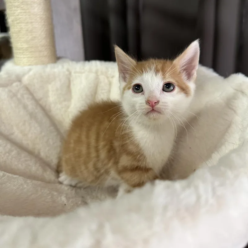 A baby small-sized male Orange / Red Domestic Medium Hair cat named Snickerdoodle for adoption in Inman, SC