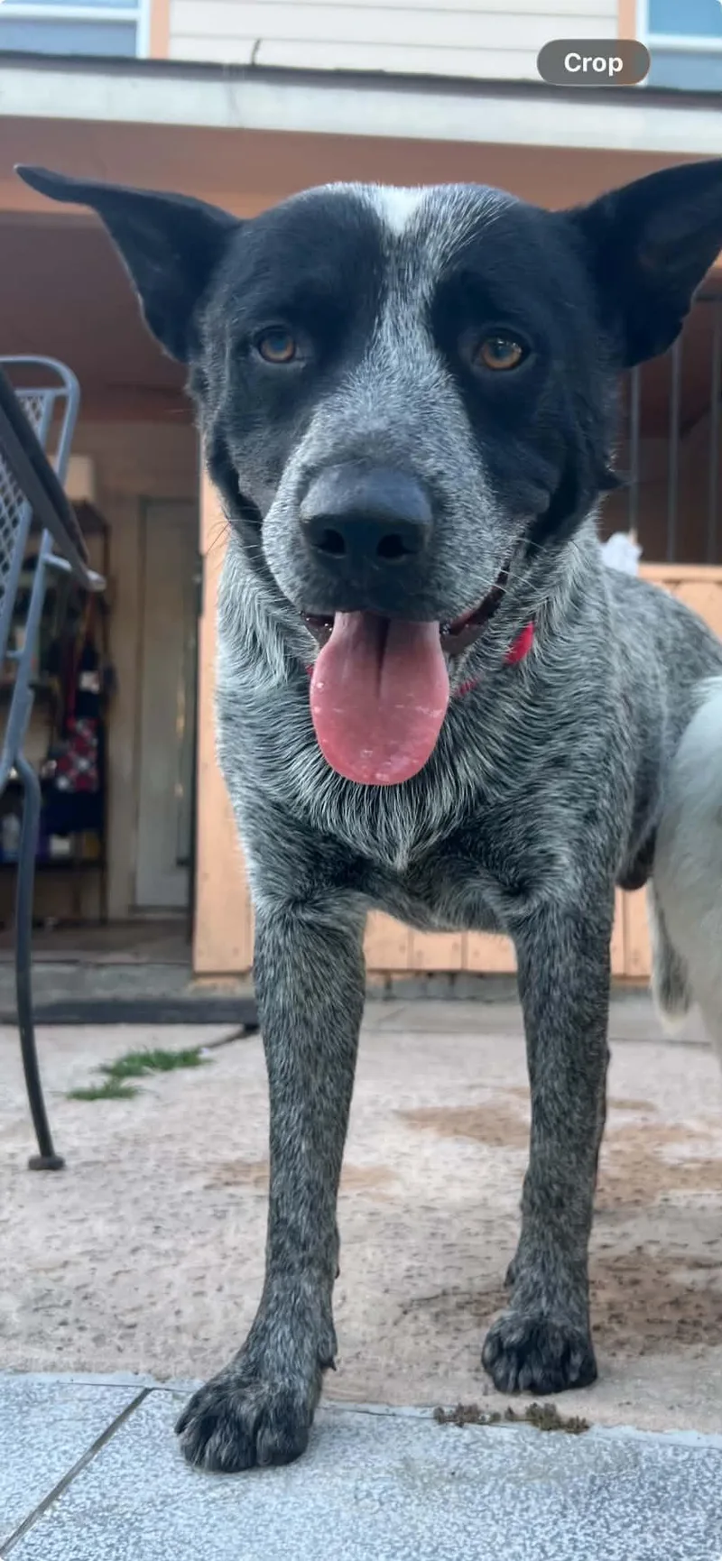 An adult medium-sized male Gray / Blue / Silver Australian Cattle Dog / Blue Heeler dog named River for adoption in Houston, TX