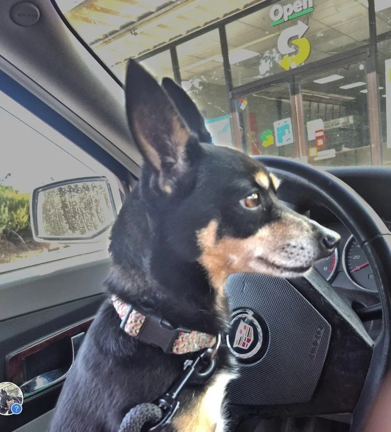 A young medium-sized female Miniature Pinscher dog named Stacey DD for adoption in Columbia, TN