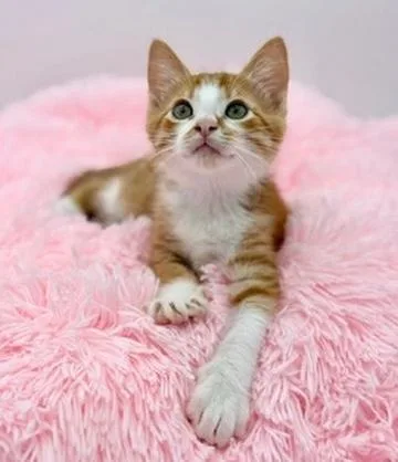 A baby medium-sized male Orange & White Domestic Short Hair cat named Forsythia for adoption in Covington, LA