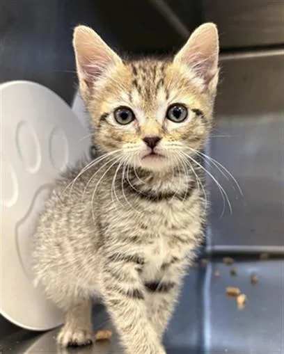 A baby small-sized female Domestic Short Hair cat named Piojo for adoption in Rancho Cucamonga, CA