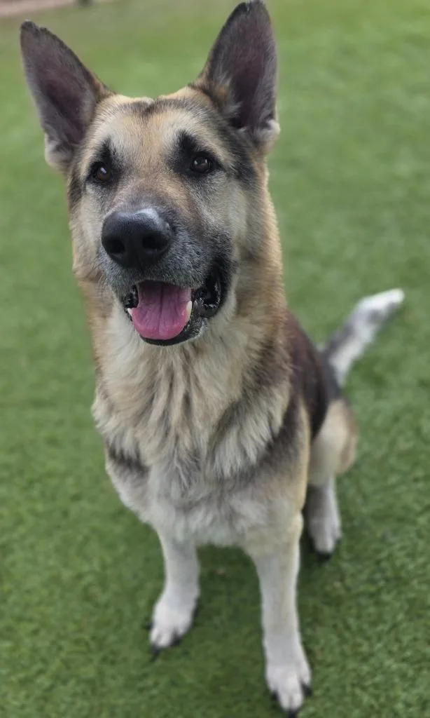 An adult large-sized male German Shepherd Dog dog named Gunther for adoption in Little Elm, TX
