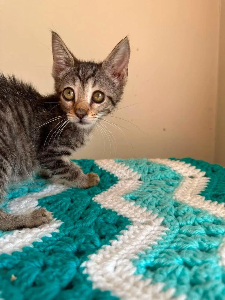 A baby small-sized male Brown / Chocolate Domestic Short Hair cat named Egypt for adoption in Chicago, IL