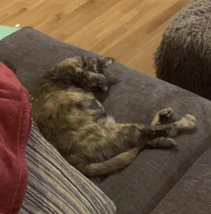An adult medium-sized female Tortoiseshell Domestic Short Hair cat named Snickers for adoption in Amherst, MA