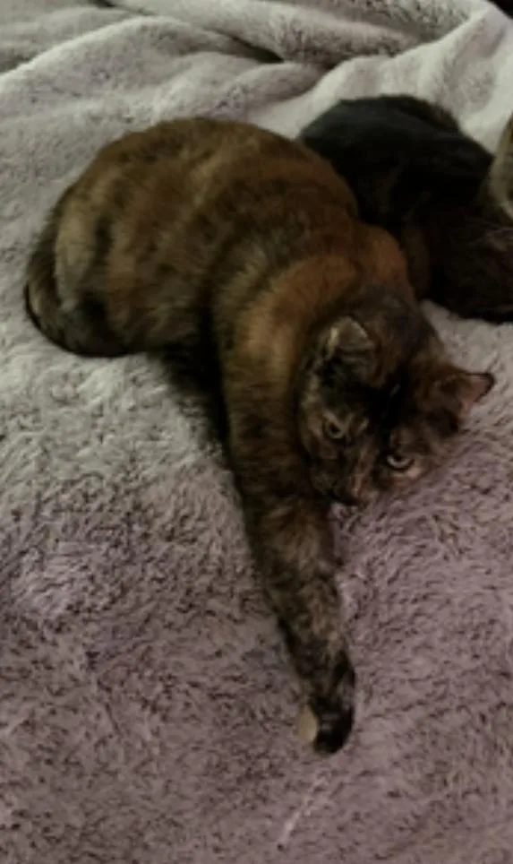 Snickers thumbnail 2