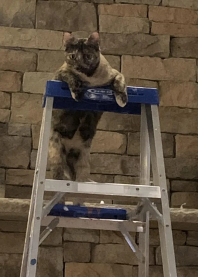 Snickers thumbnail 3