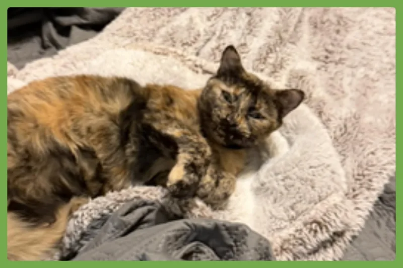 Snickers thumbnail 4