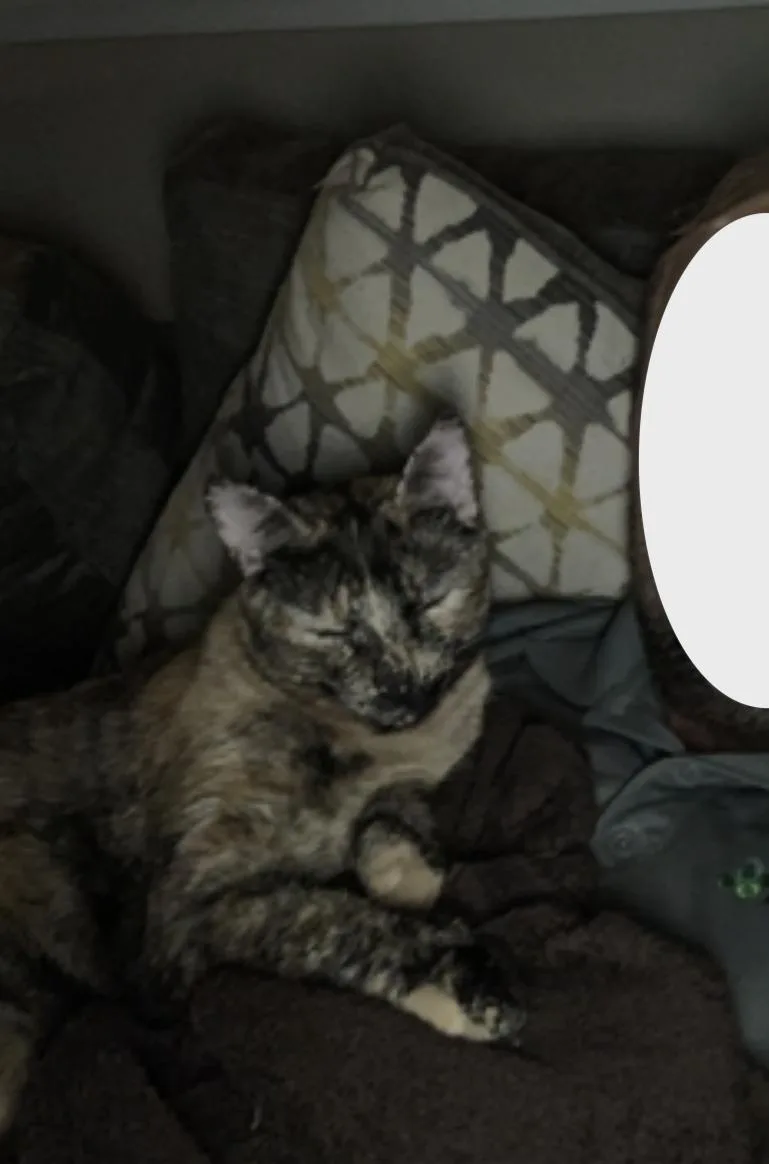 Snickers thumbnail 5