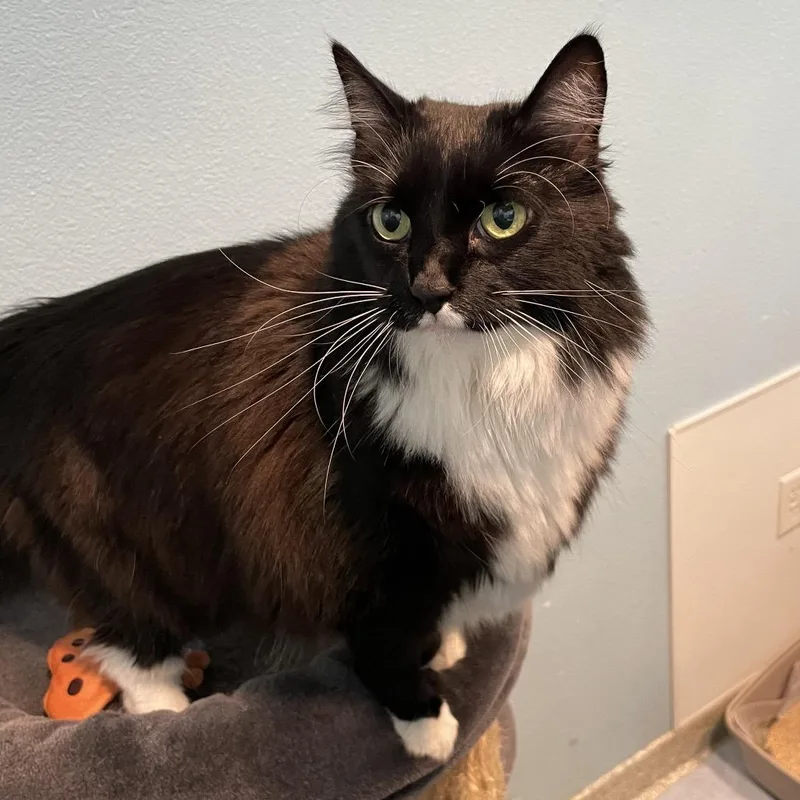 A senior large-sized female Black Domestic Long Hair cat named Izzy for adoption in Long Beach, CA