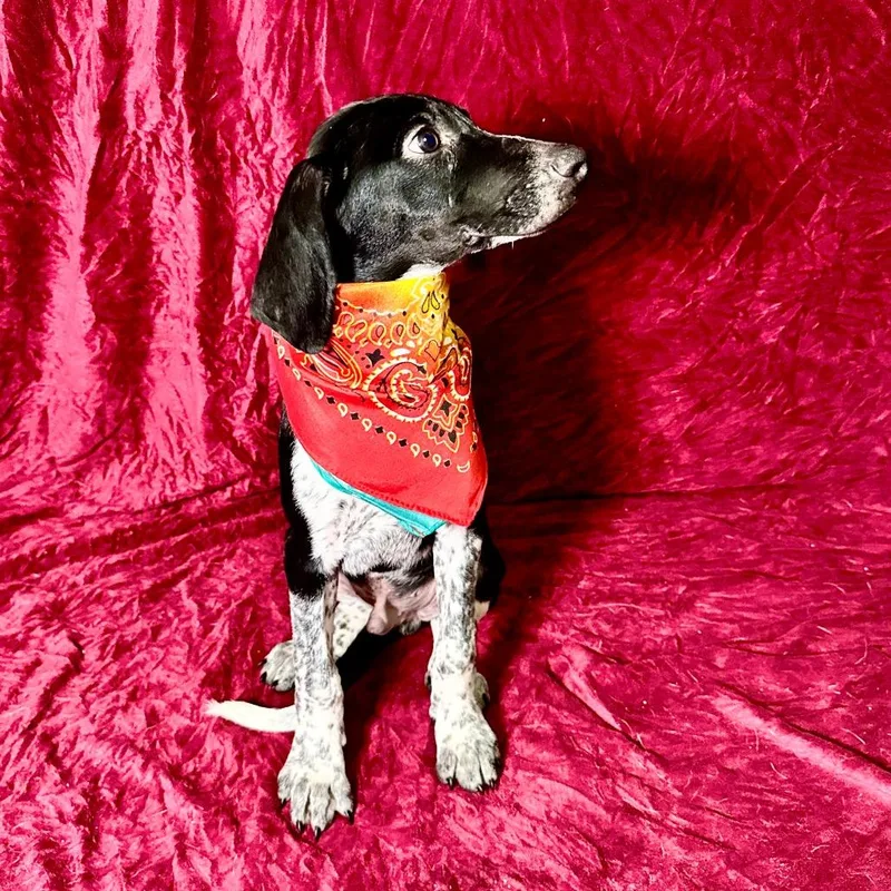 Sneezy thumbnail 6